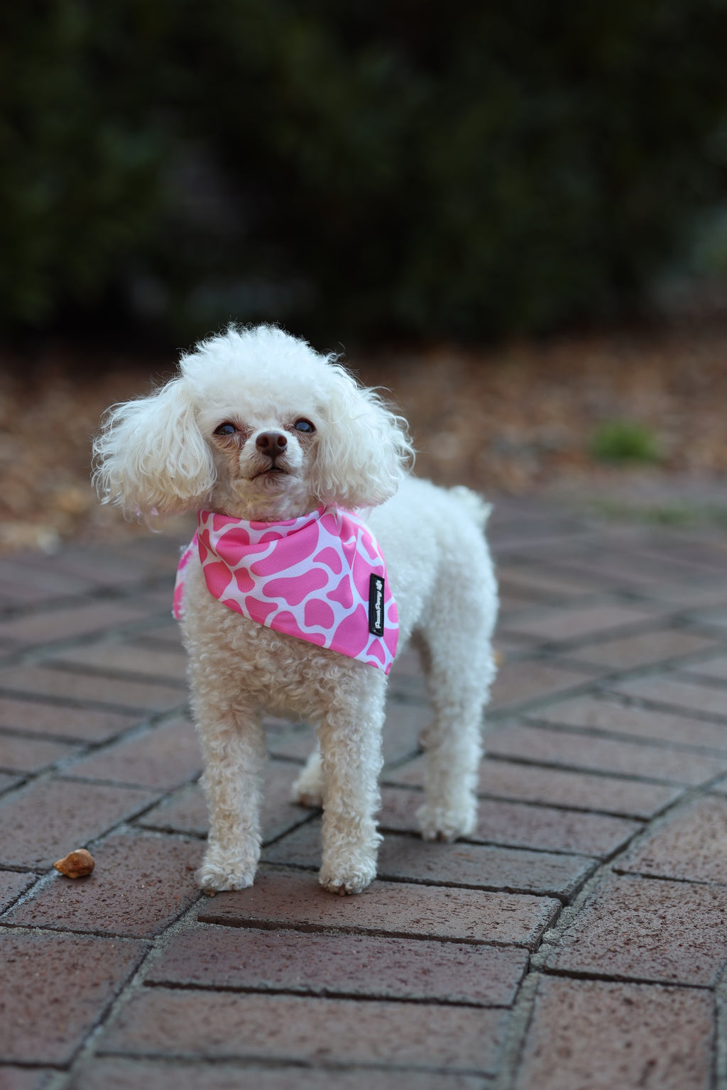 Pink MooMoo Bandana