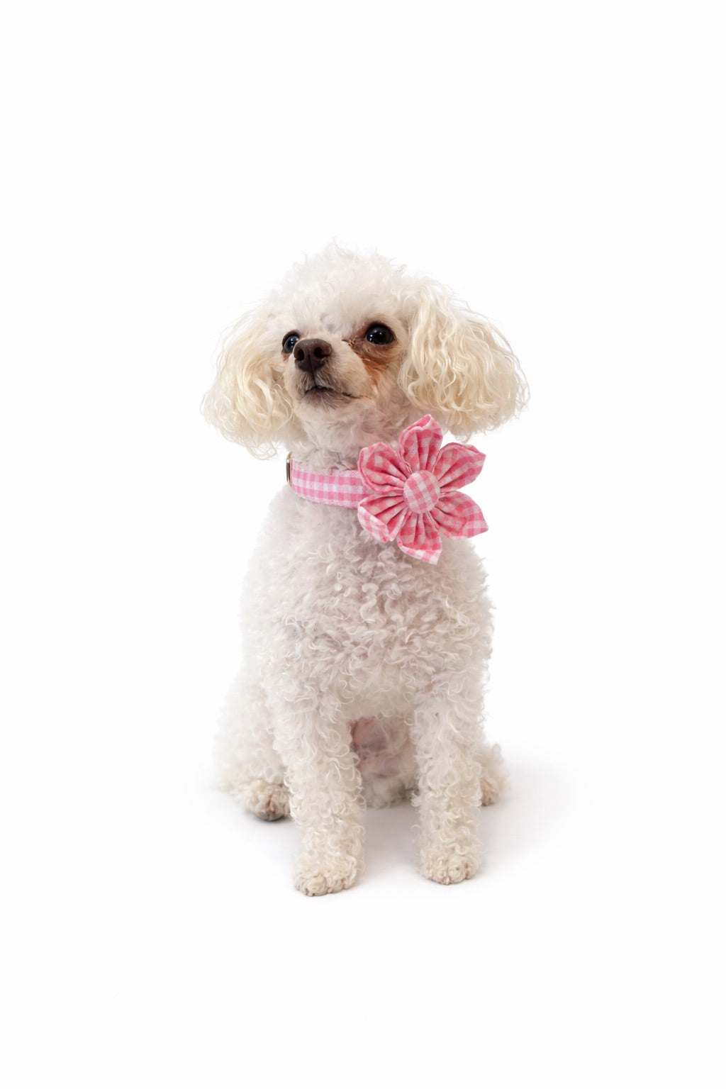 The Gingham Garden Leash and Collar Set