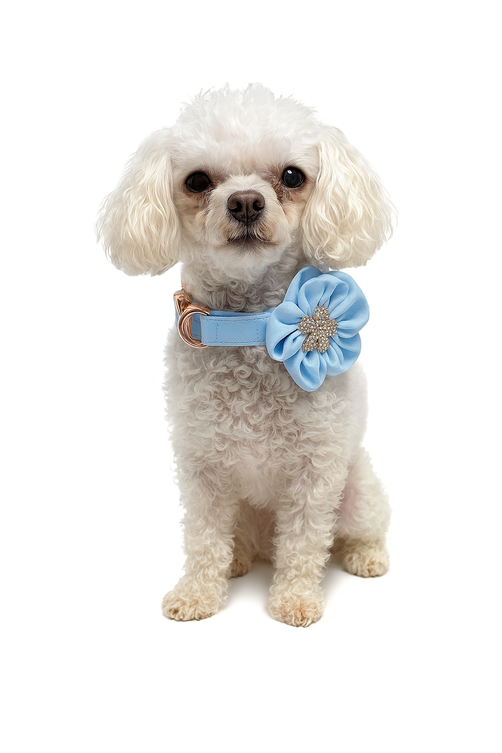 The Bloom Collar and Leash Set