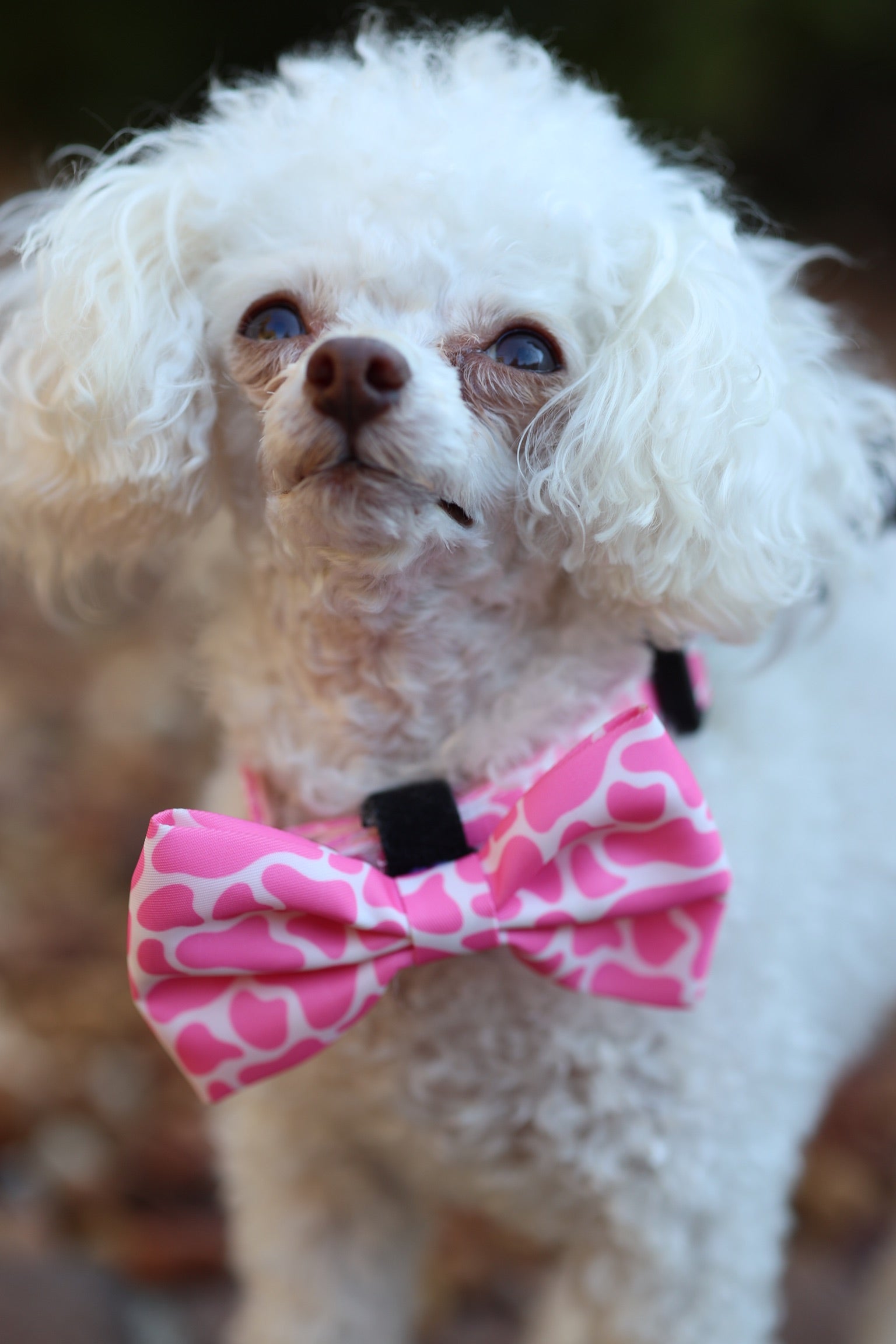 Pink MooMoo Bow-Tie Collar