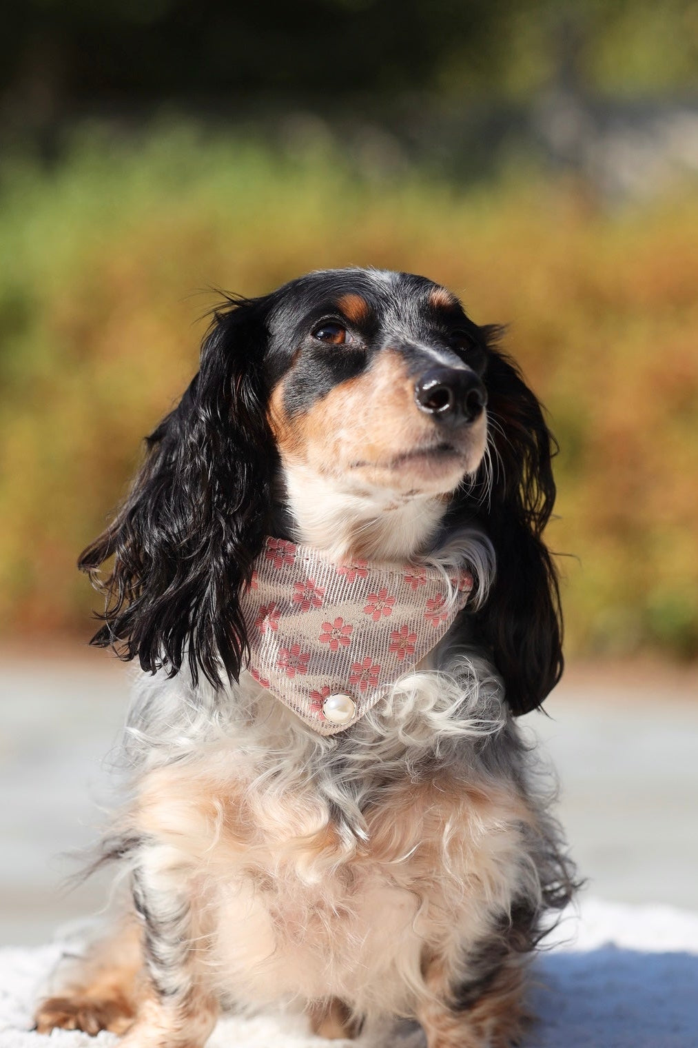 Darling Daisy Collar