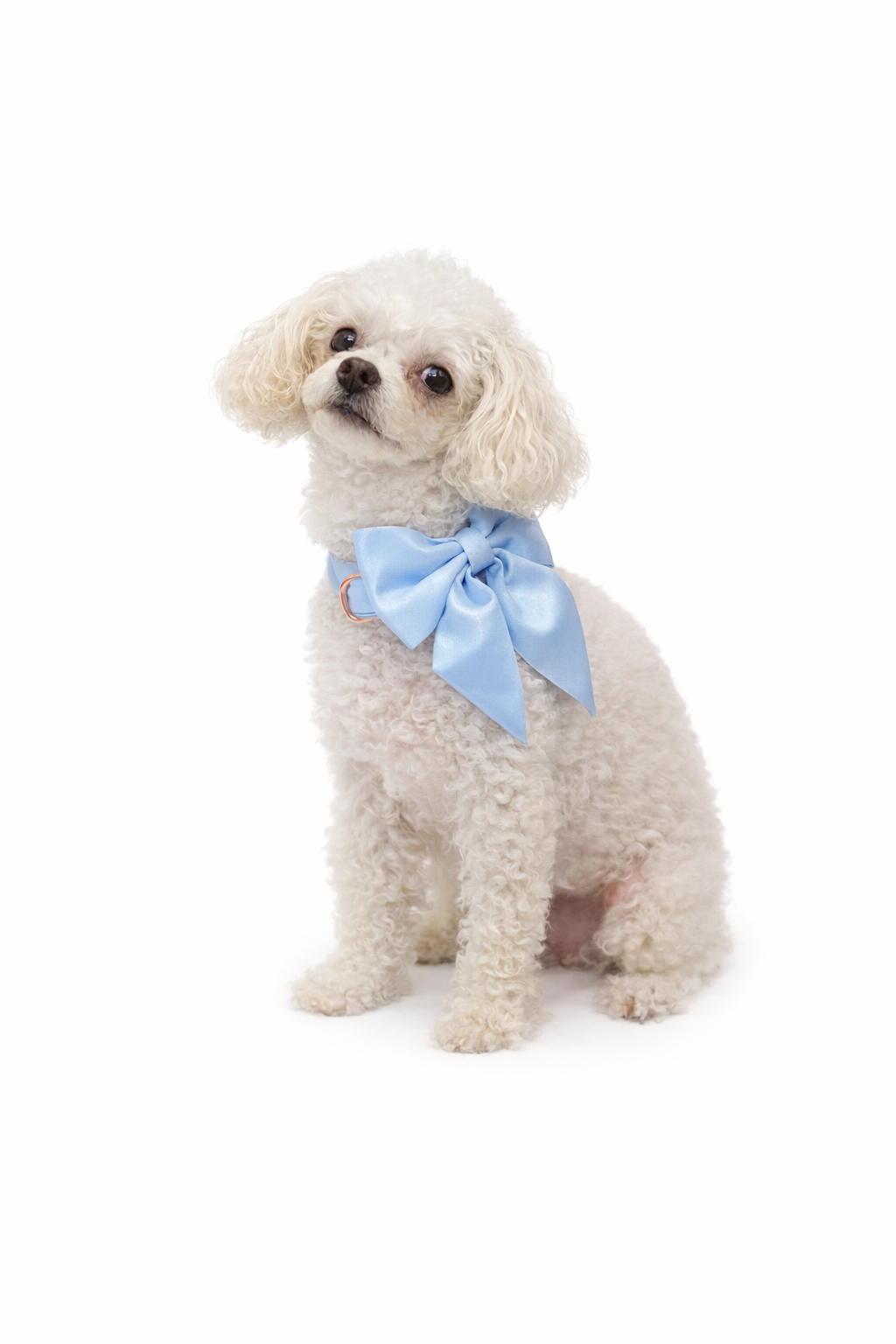 Winnie Bow Collar and Leash