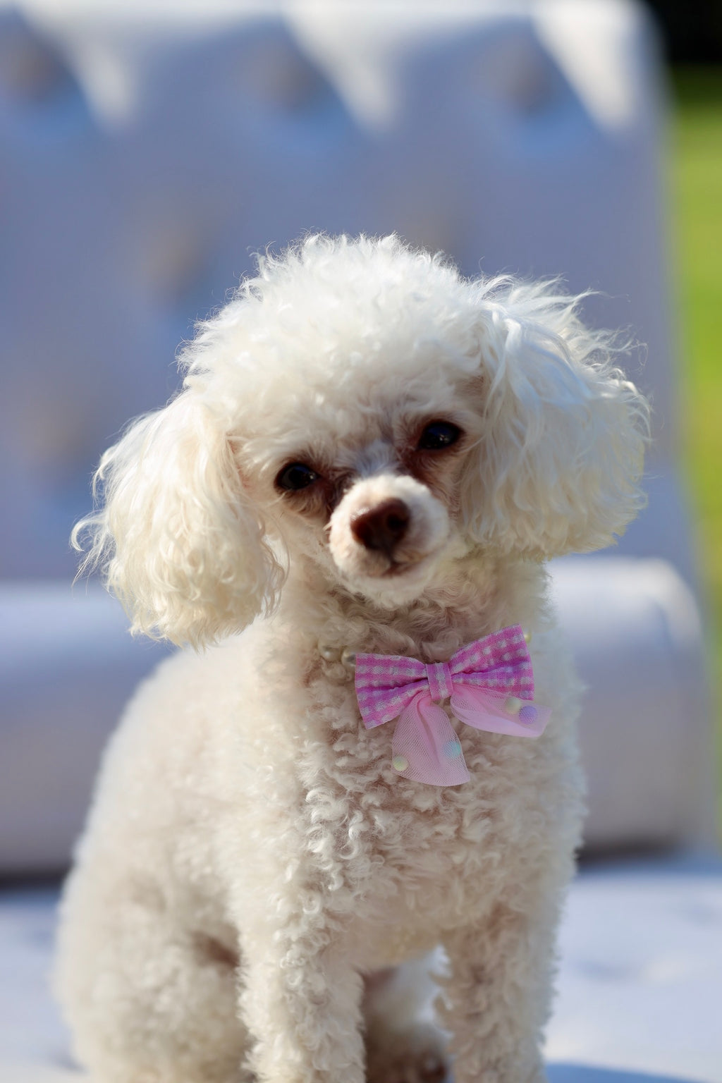 The Penny Pearl Collar